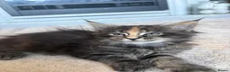 Maine Coon cats for sale: Pure maine coon girl  - Advert 1