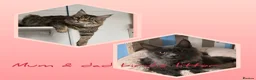 Maine Coon cats for sale: Maine coon kittens - Advert 4