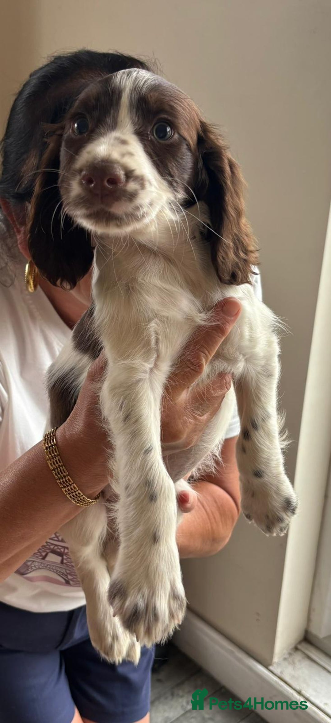 Sprocker dogs for sale: Sprocker  - Image 7