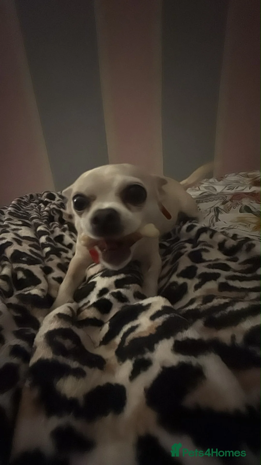 Chug dogs for sale: Rehoming poppy - Advert 2