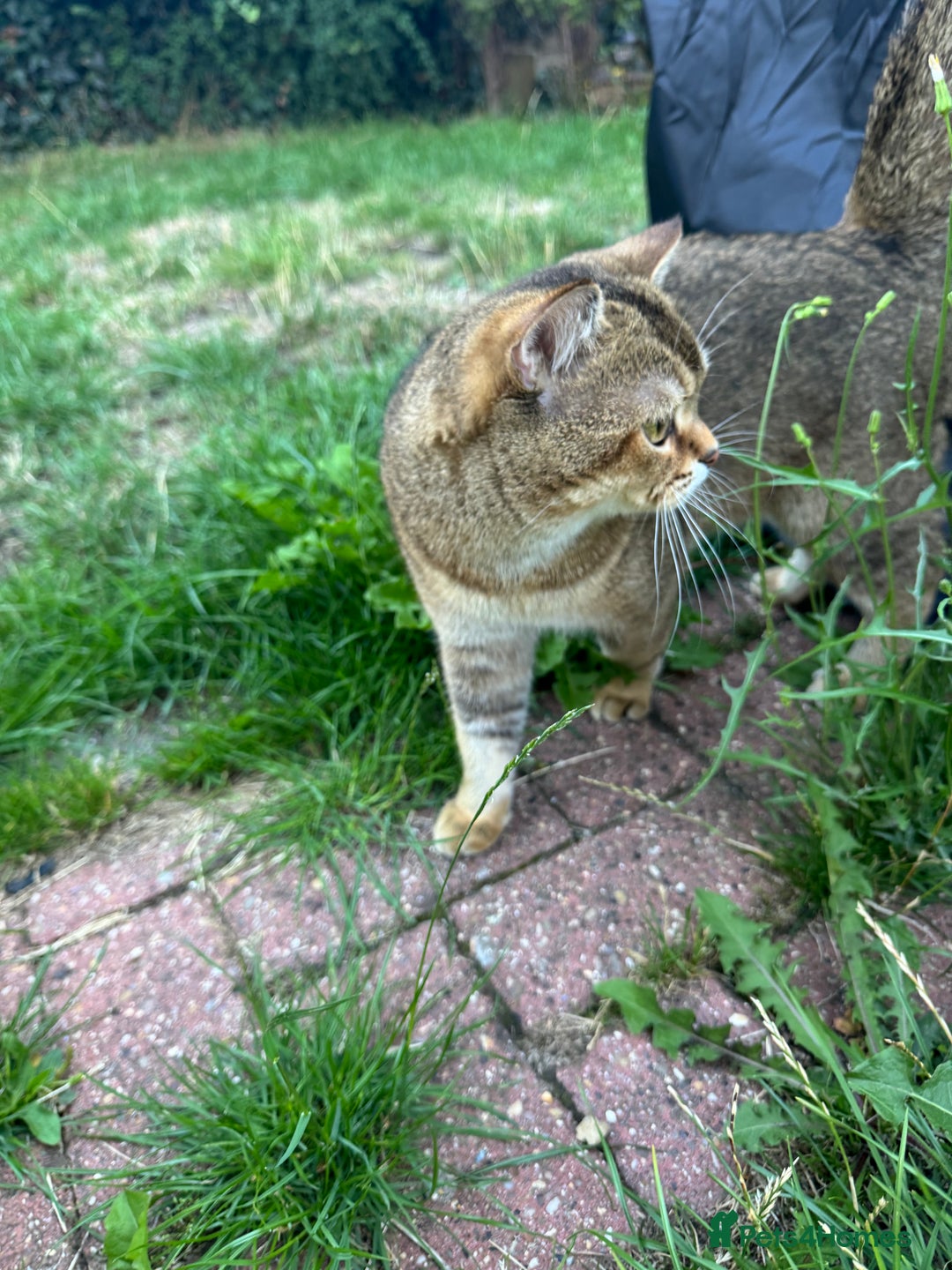 Scottish Fold cats for sale: Loving, Calm Cat Looking for a New Forever Home - Image 4