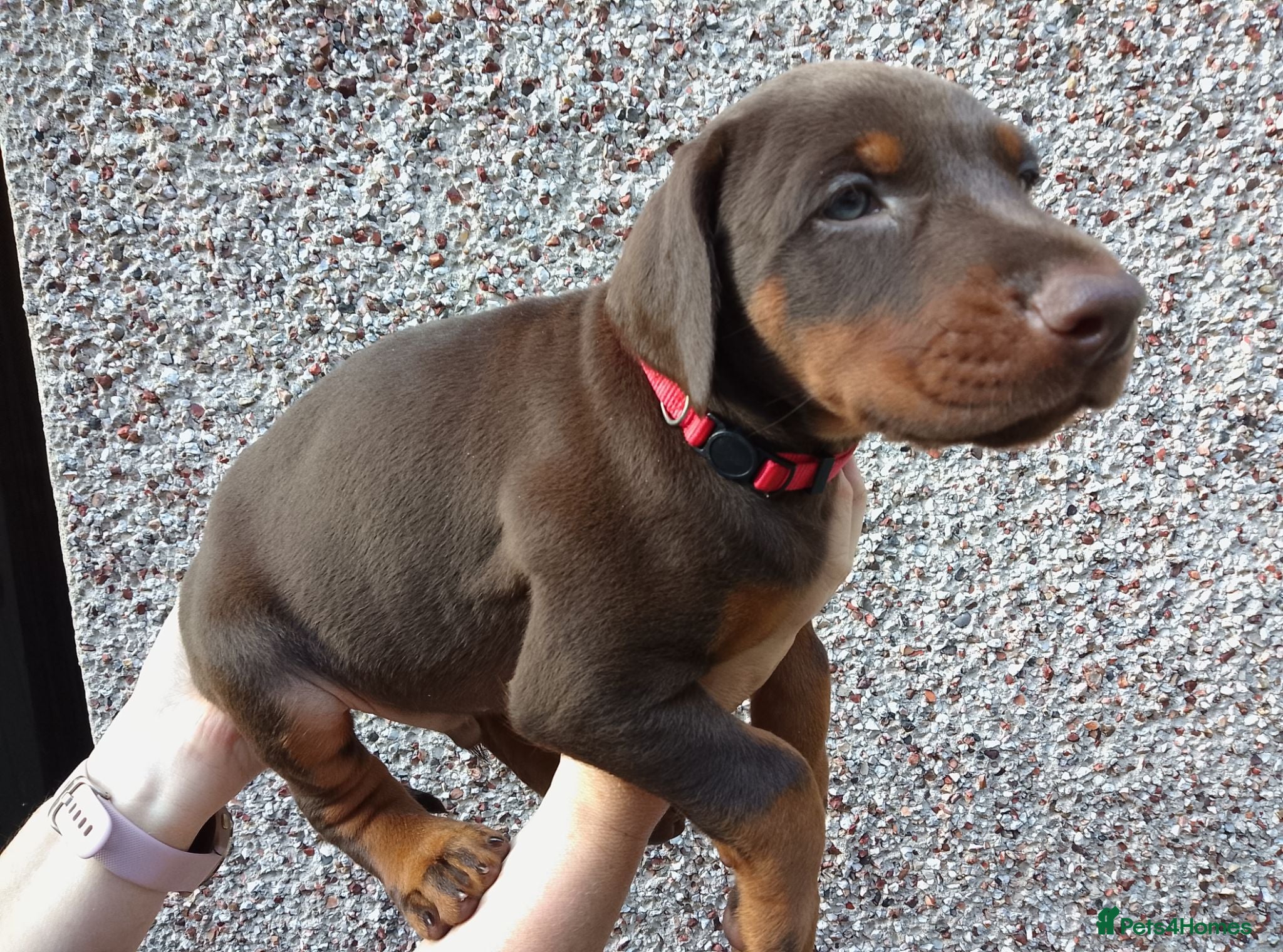 Dobermann dogs Dobermann puppies - Advert 8