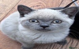 British Shorthair cats for sale: Blue/Lilac Point British Shorthair Kitten - Image 3