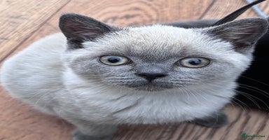 British Shorthair cats - Advert 16