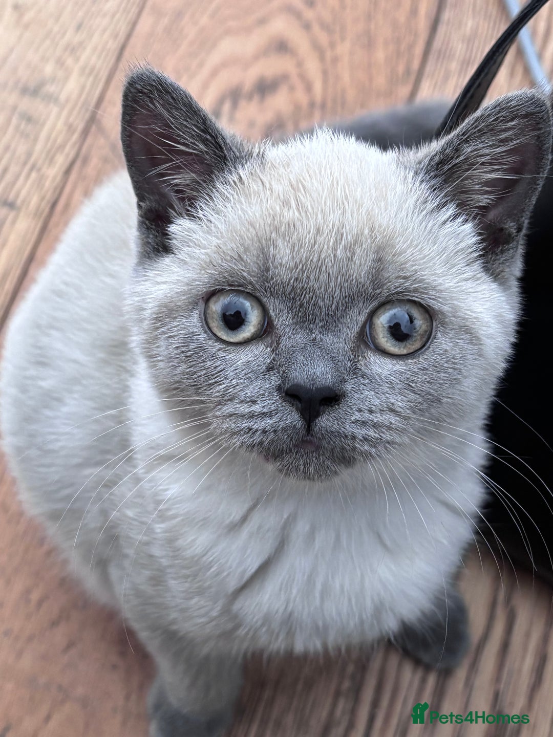 British Shorthair cats for sale: Blue/Lilac Point British Shorthair Kitten - Image 3