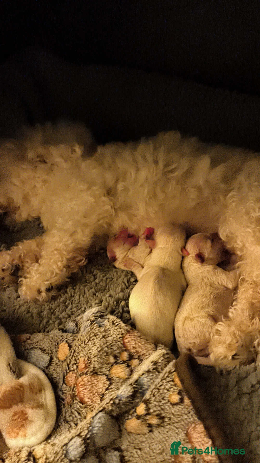 Mixed Breed dogs for sale: Bichon frise with maltipoo  - Advert 4