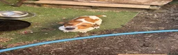 Jack Russell dogs for sale: Jack Russell puppies  - Advert 7