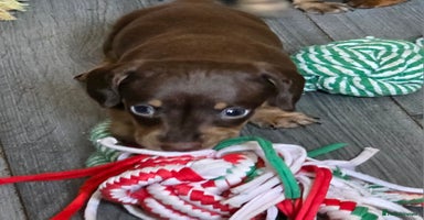 Miniature Dachshund dogs in Leeds - Advert 10