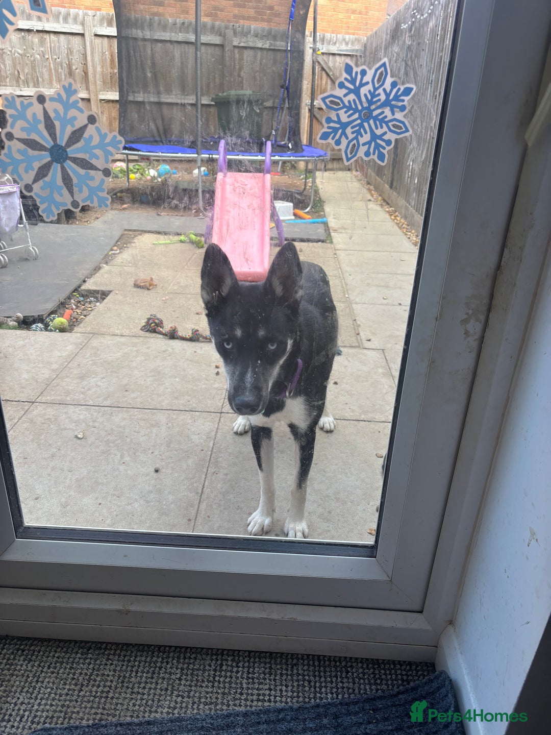 Siberian Husky dogs for sale: Husky - Image 1