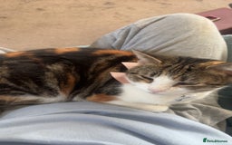 British Shorthair cats for sale: Gorgeous 8yr old female cat for sale - Image 4