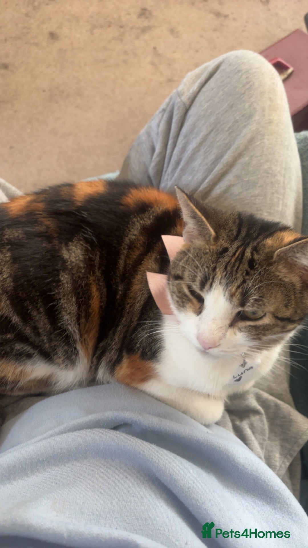 British Shorthair cats for sale: Gorgeous 8yr old female cat for sale - Image 4