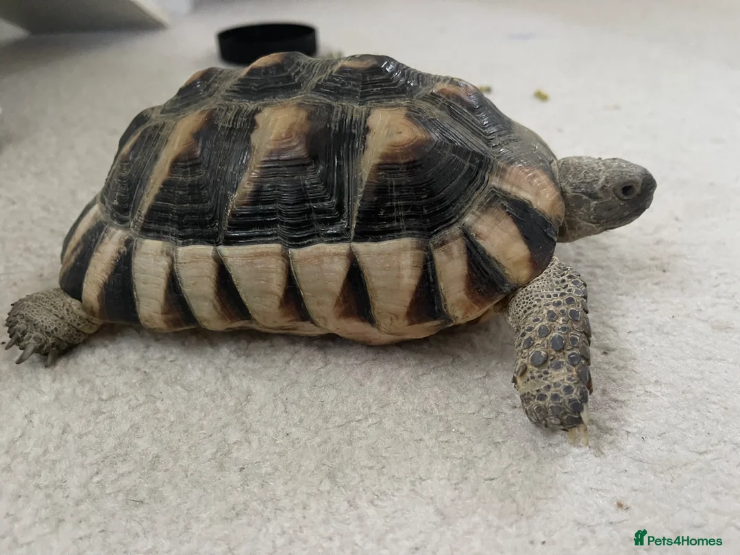 Tortoise reptiles for sale: Rehoming tortoise in Falmouth - Advert 2
