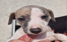 Whippet dogs for sale: Whippet puppies for sale - Image 7