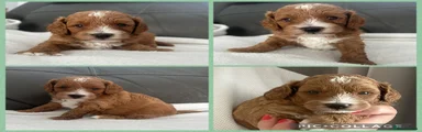Cavapoo 2