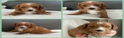 Cavapoo dogs for sale: Toy cavapoos!!! - Advert 3