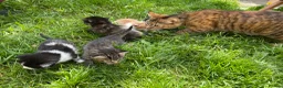 Mixed Breed cats for sale: Kittens for sale in Bridport - Advert 11