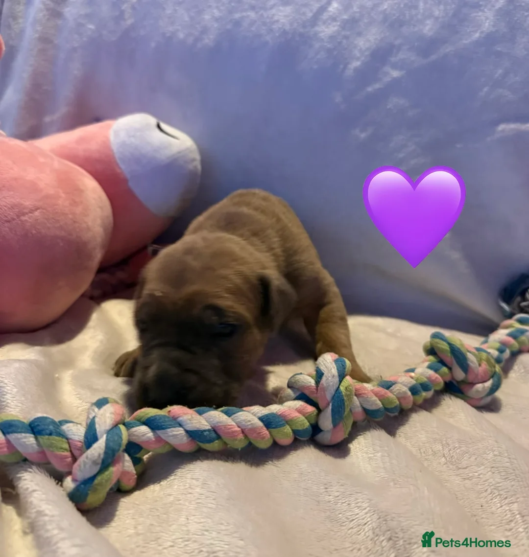 Cane Corso dogs for sale: Cane corso puppies ICCF registered  - Advert 35