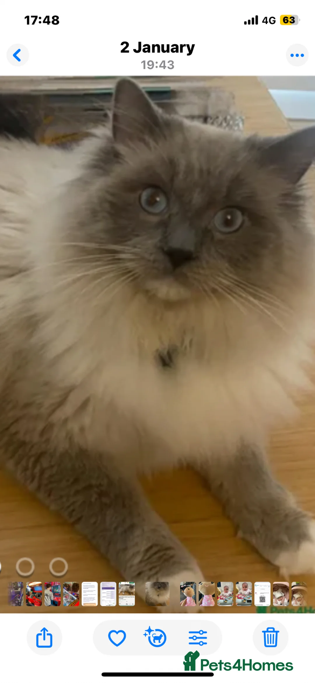 Ragdoll cats for sale: Purebred RAGDOLL KITTENS - Advert 7
