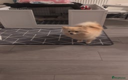 Pomeranian dogs for sale: Beautiful pure Pomeranians tiny babys - Advert 16