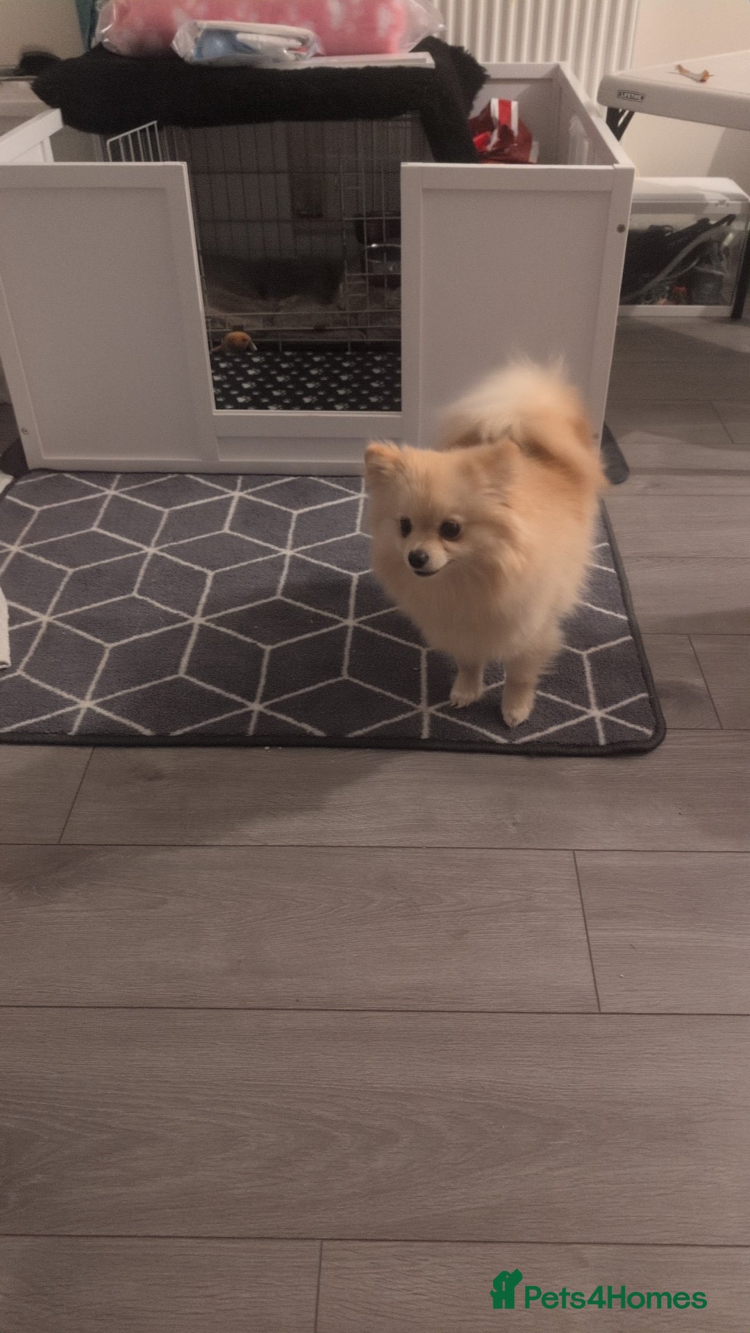 Pomeranian dogs for sale: Beautiful pure Pomeranians tiny babys - Advert 16