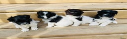 Havanese dogs for sale: Healthy, and full of joy Havanese pups. - Advert 2
