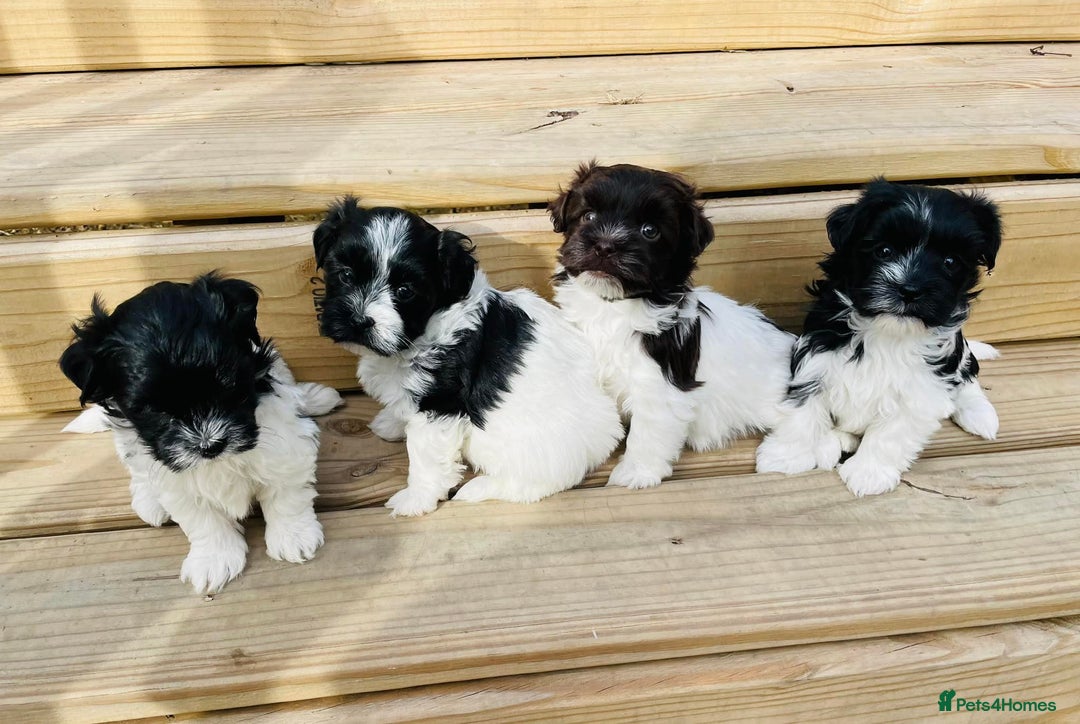 Havanese dogs for sale: Healthy, and full of joy Havanese pups. - Advert 2