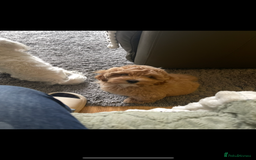 Maltipoo dogs for sale: Maltipoo puppies for sale  - Image 12