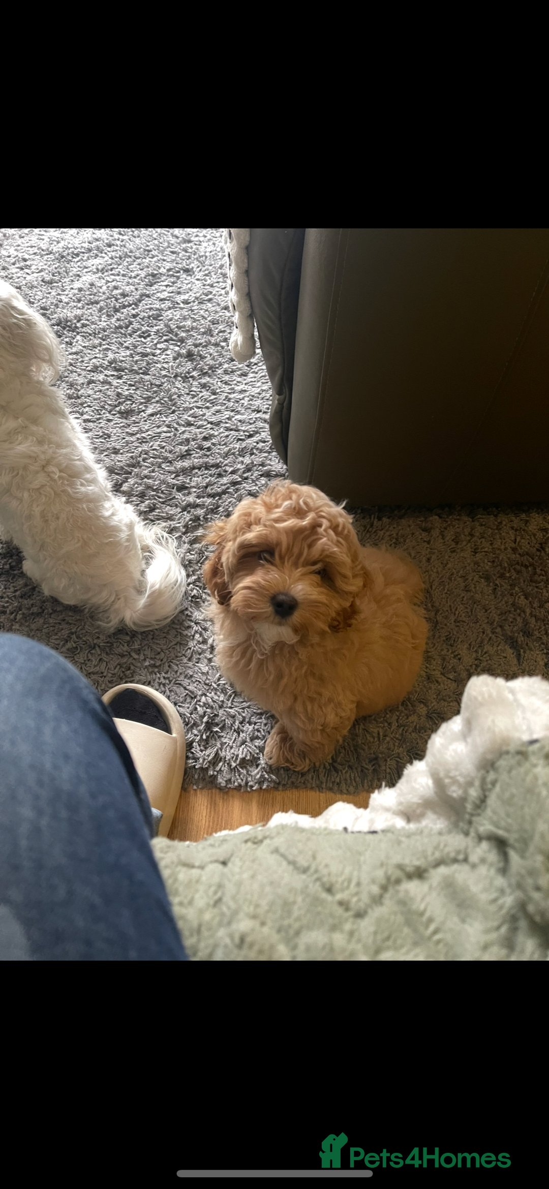 Maltipoo dogs for sale: Maltipoo puppies for sale  - Image 12