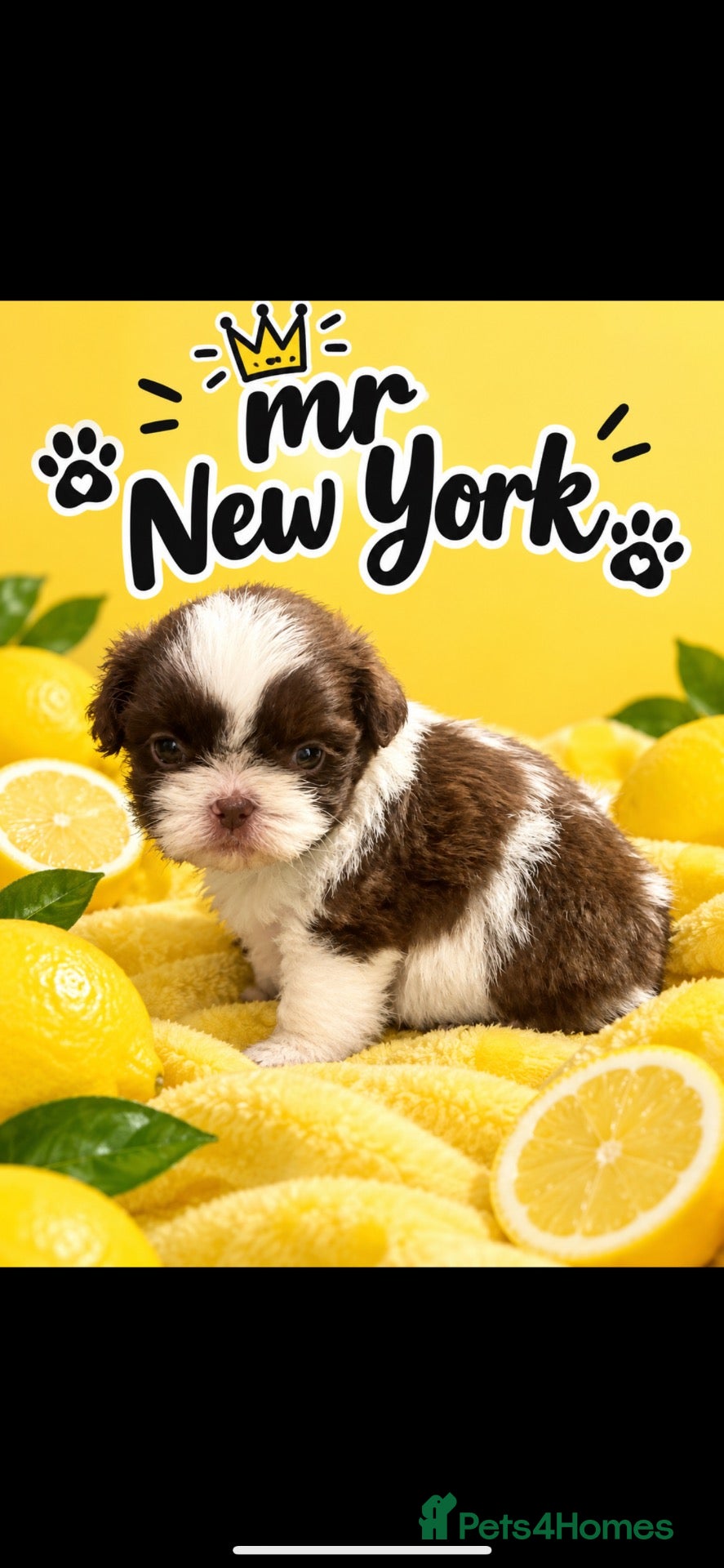 Shih Tzu dogs for sale: Imperial shih tzu puppies  - Advert 18