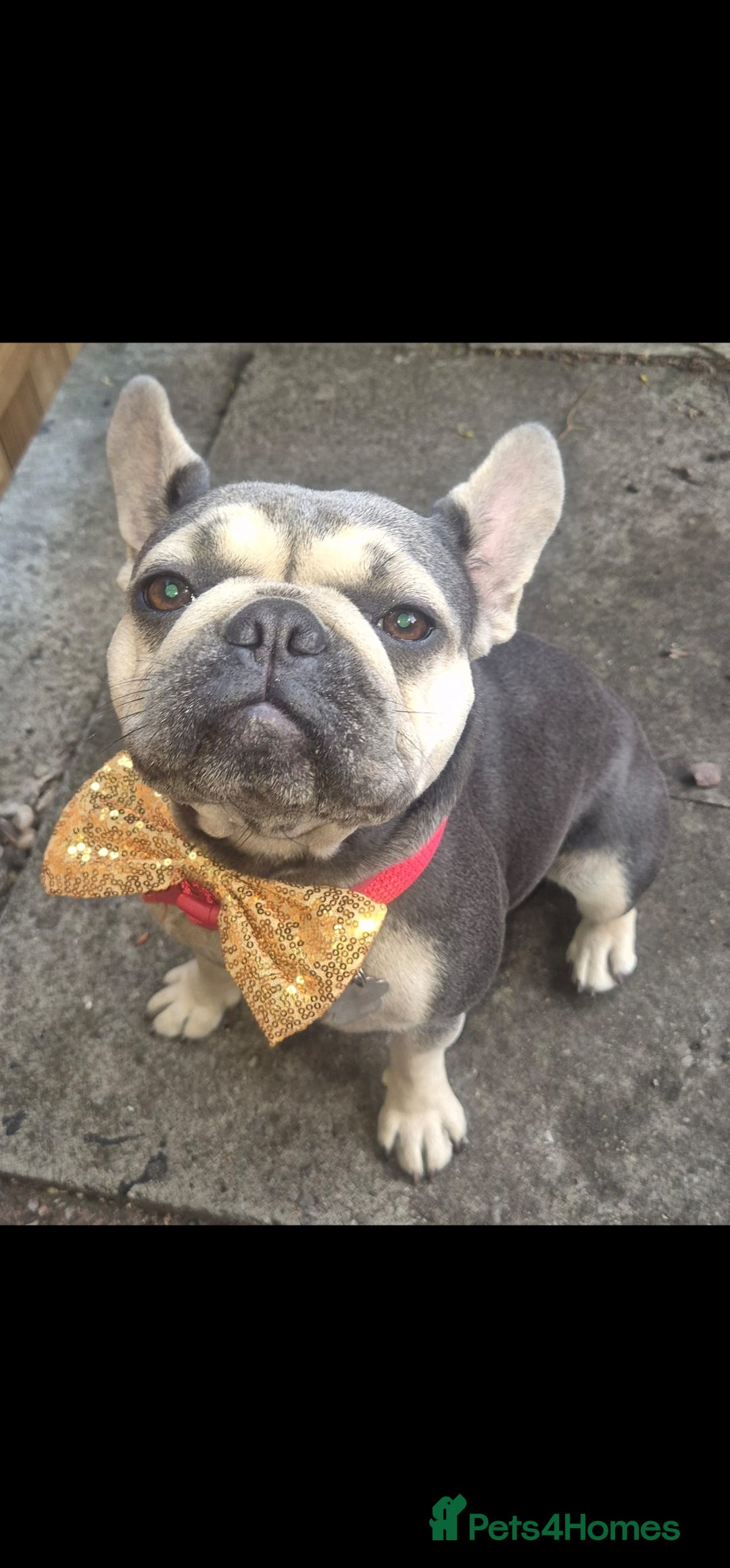 French Bulldog dogs for sale: Two female french bulldogs for sale - Image 1