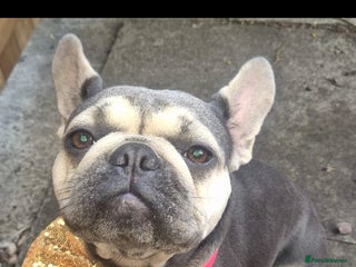 French Bulldog dogs - Advert 7