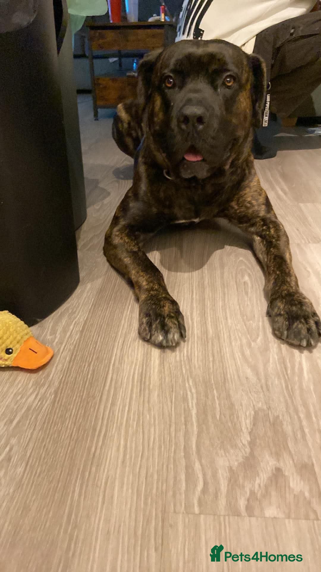 Cane Corso dogs This is Gus - Advert 1