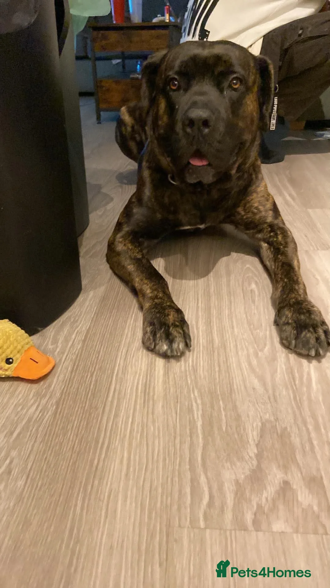 Cane Corso dogs for sale: This is Gus in Peterborough - Advert 1