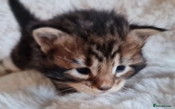 Maine Coon cats for sale: 100% Maine Coon Kittens DNA HEALTH TESTED PARENTS  - Image 20