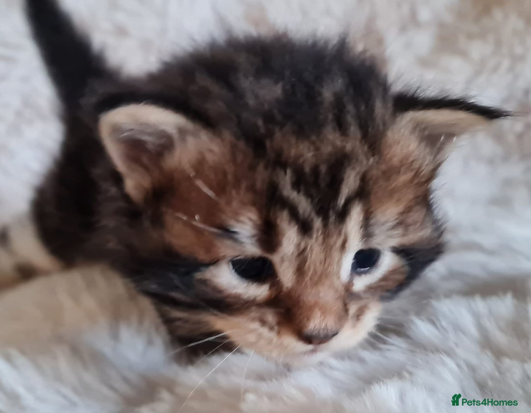 Maine Coon cats for sale: 100% Maine Coon Kittens DNA HEALTH TESTED PARENTS  - Image 20