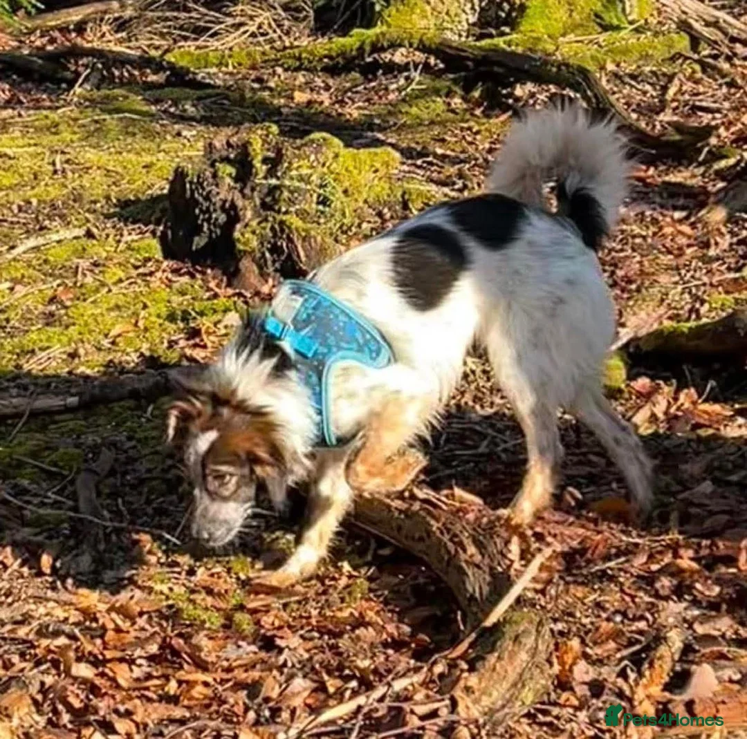 Mixed Breed dogs for adoption: Rescue Chance is looking for his “chance” - Advert 10