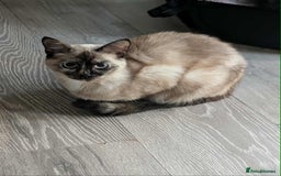 Maine Coon cats for sale: Gorgeous Maine Coon/Ragdoll Girl - Image 5