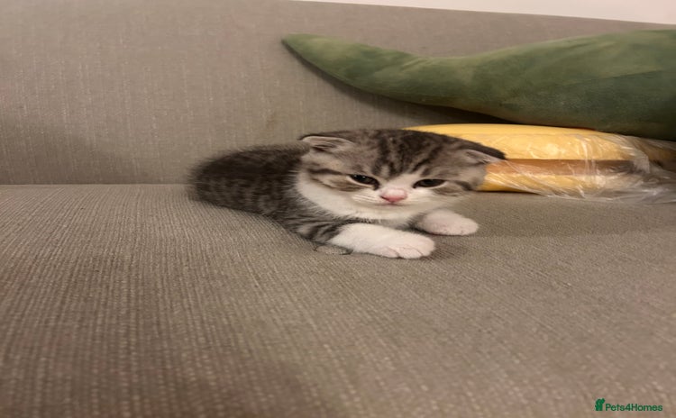 Scottish Fold cats - Advert 5