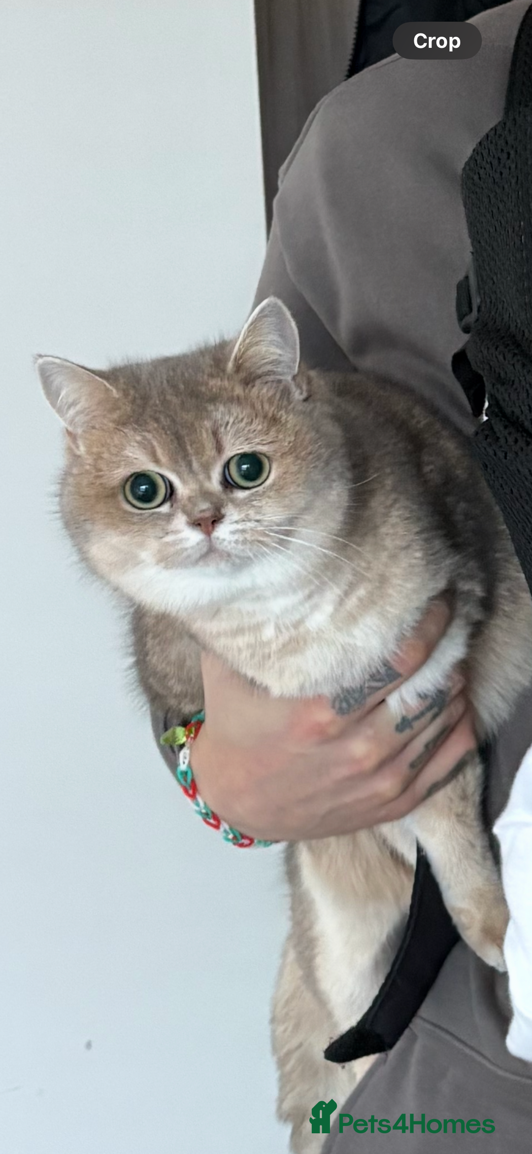 British Shorthair cats for sale: Beautiful Cat Looking for a New Home  - Image 2