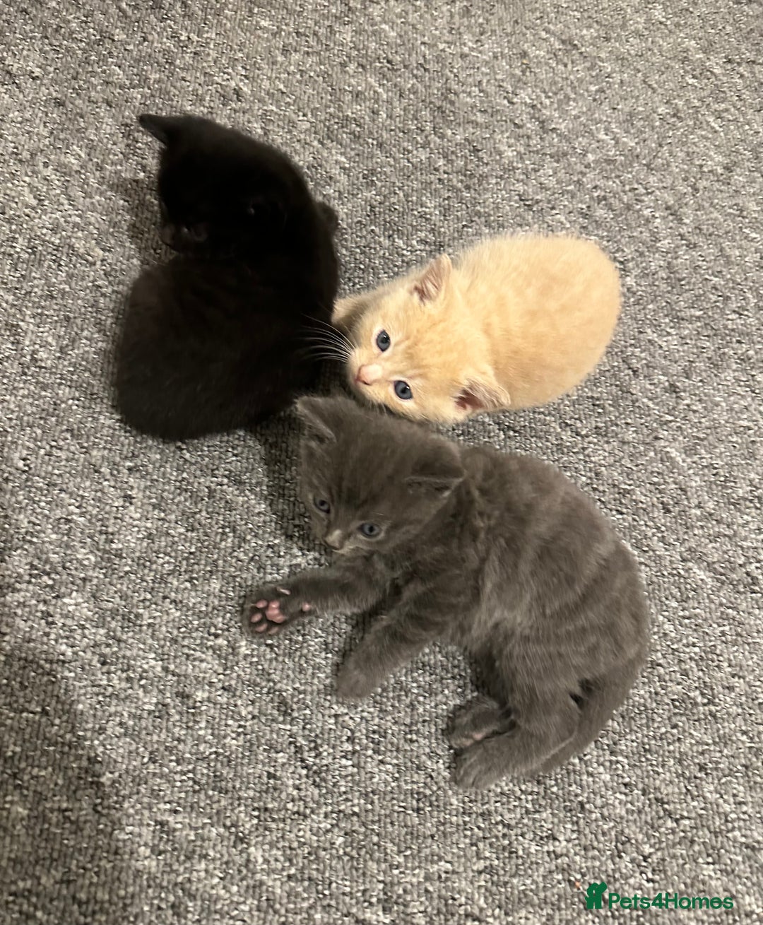 Mixed Breed cats for sale: Beautiful litter of playful kittens  - Advert 3