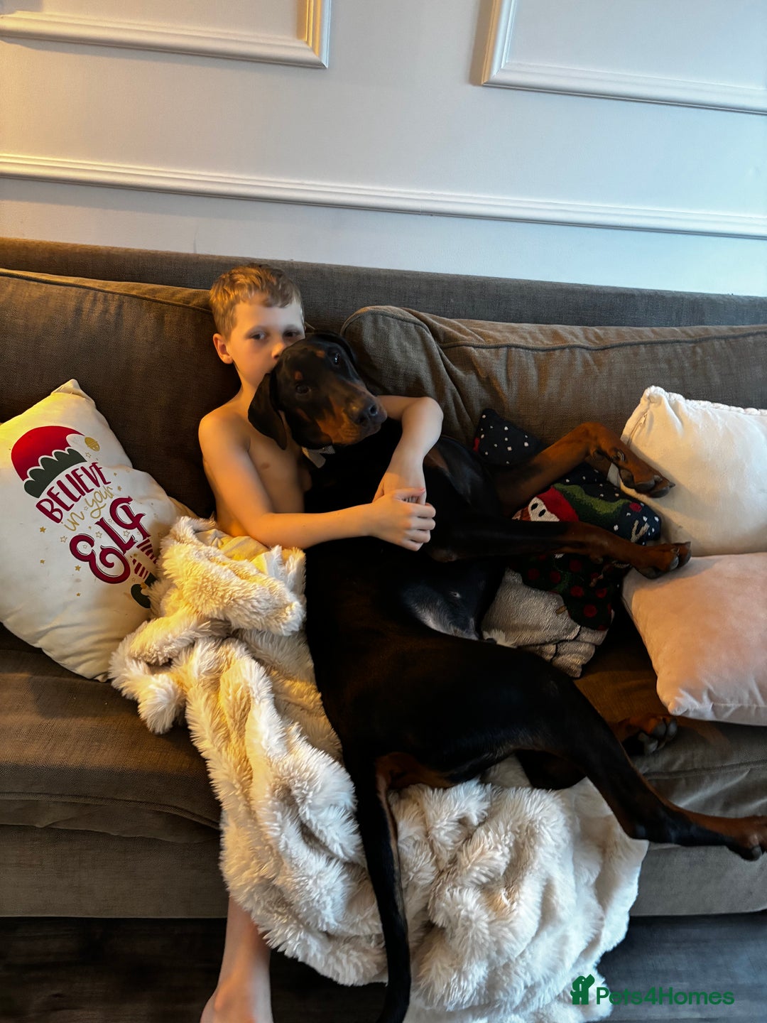 Dobermann dogs for sale: Walter - Advert 11