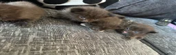 Mixed Breed cats for sale: Beautiful black and white kittens  - Advert 4