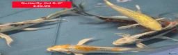 Koi Carp fish for sale: Koi + other All different Price @Tameside Aquatics - Advert 2
