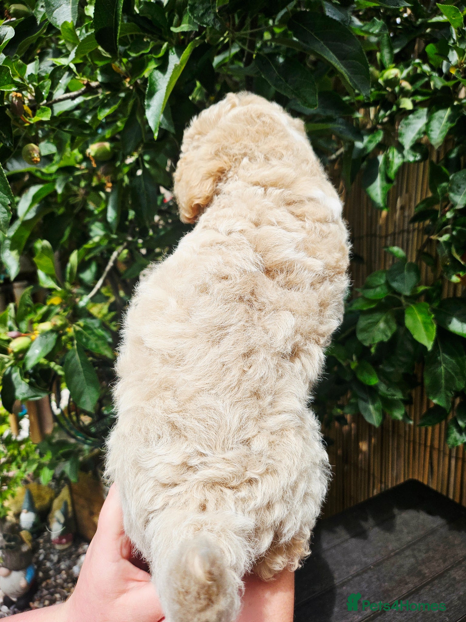 Shihpoo dogs for sale: 🌟 Little Stars🌟  - Advert 9