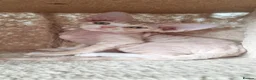 Devon Rex cats for sale: ❤️ Gorgeous Devon Rex Kittens ❤️ - Advert 19