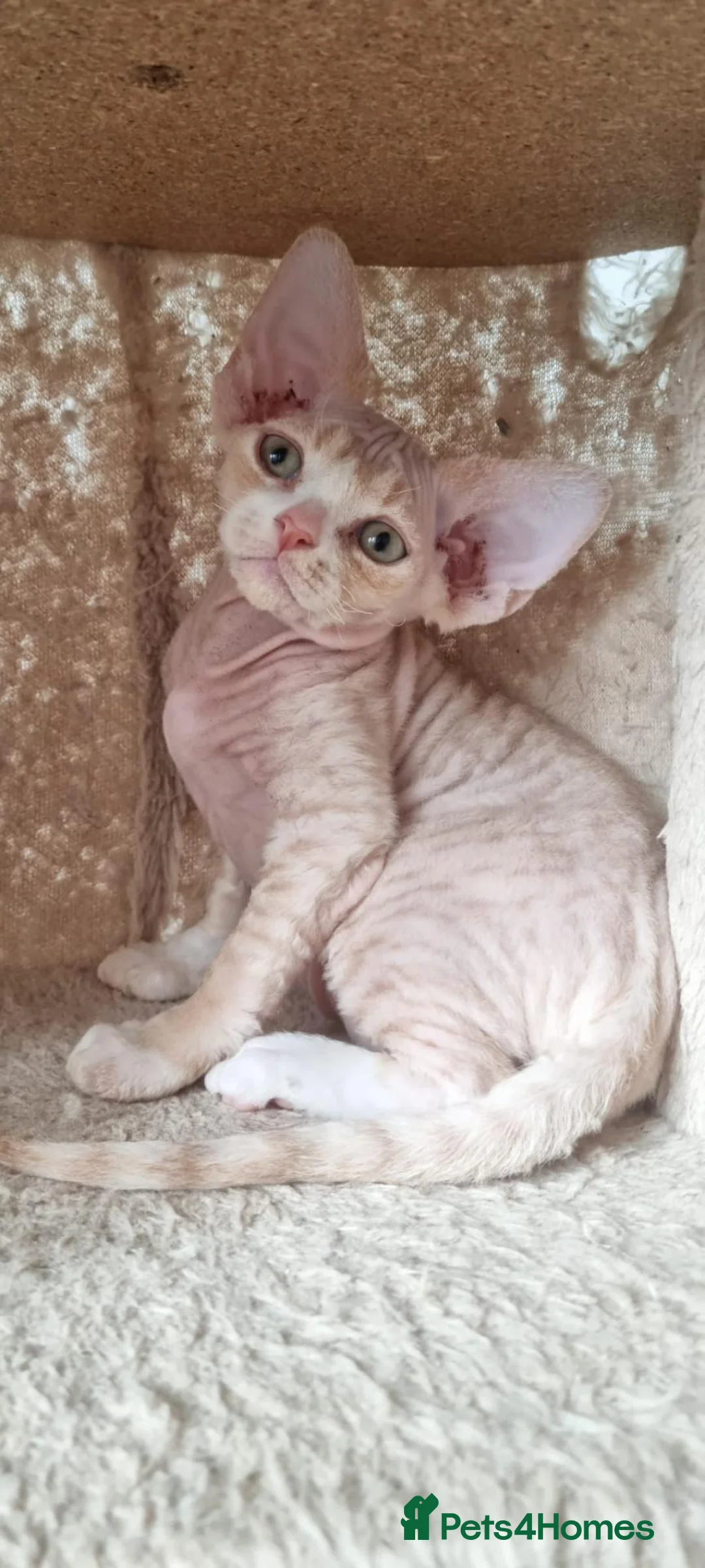Devon Rex cats for sale: ❤️ Gorgeous Devon Rex Kittens ❤️ - Advert 19