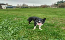 Border Collie dogs for sale: Female Short Hair Border Collie - Advert 15