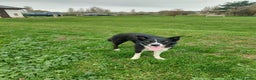 Border Collie dogs for sale: Female Short Hair Border Collie - Advert 15