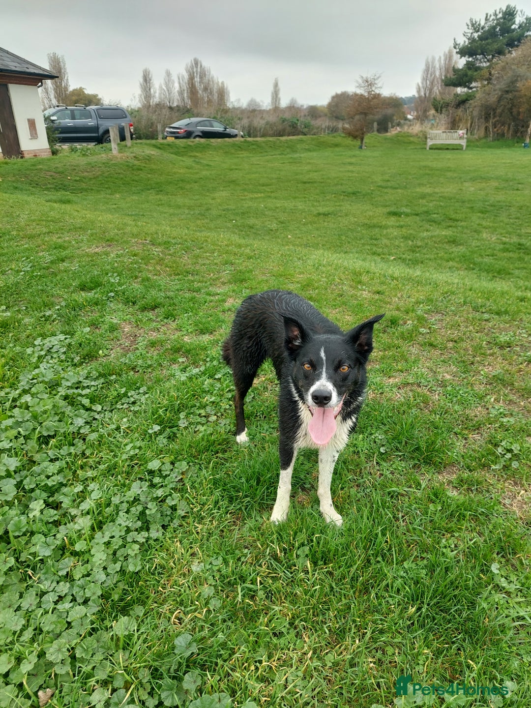 Border Collie dogs for sale: Female Short Hair Border Collie - Advert 15