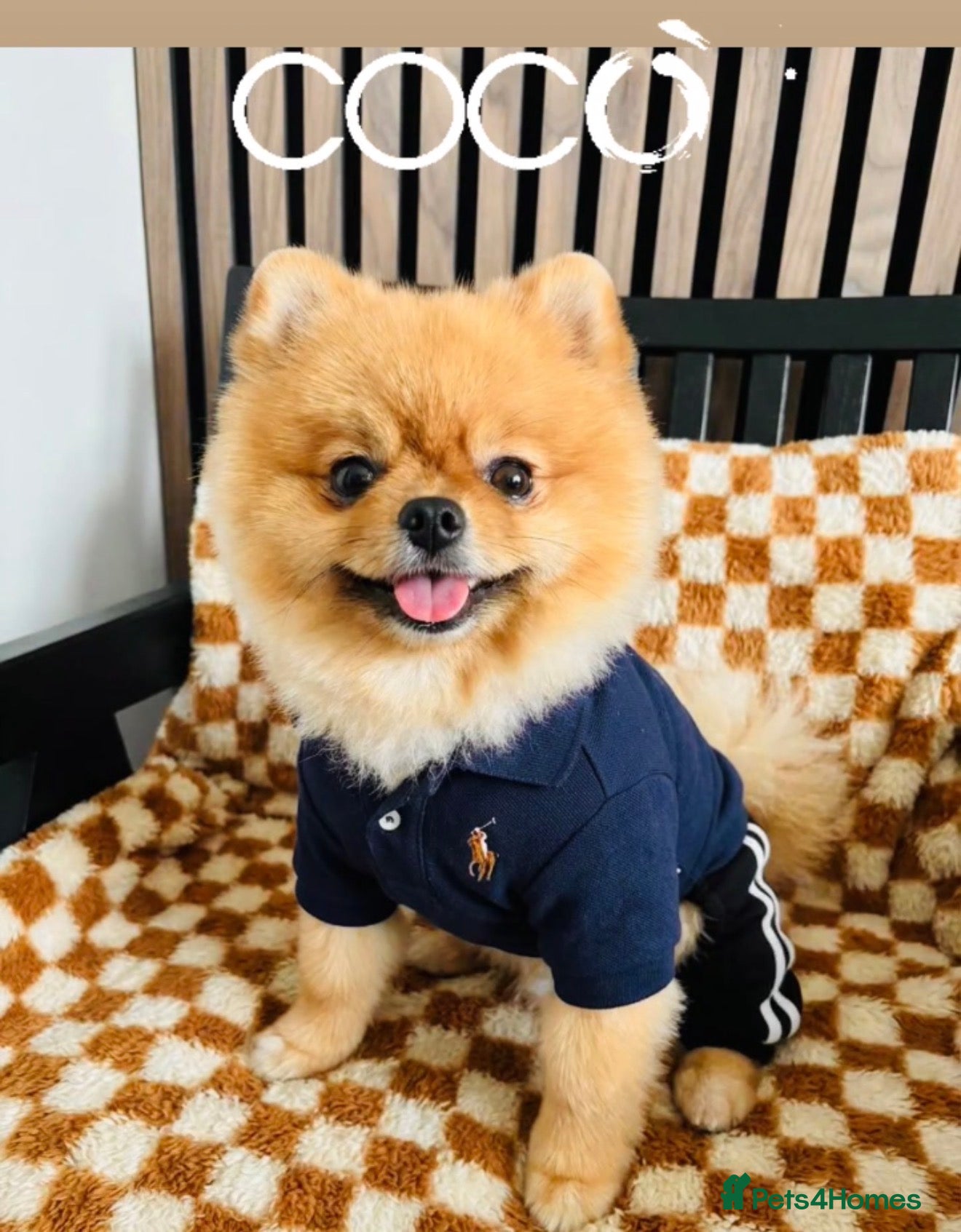 Pomeranian dogs 💙✨BLUE & HAZEL EYES 👀 EXPERIENCED POM STUDS🏆 - Advert 17